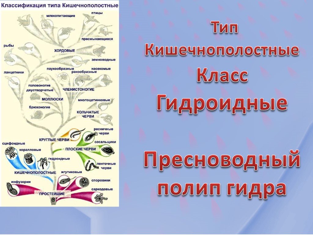 Krn 2at