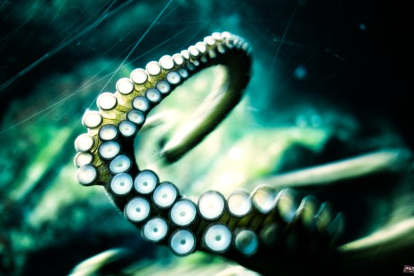Kraken зеркала kr2web in
