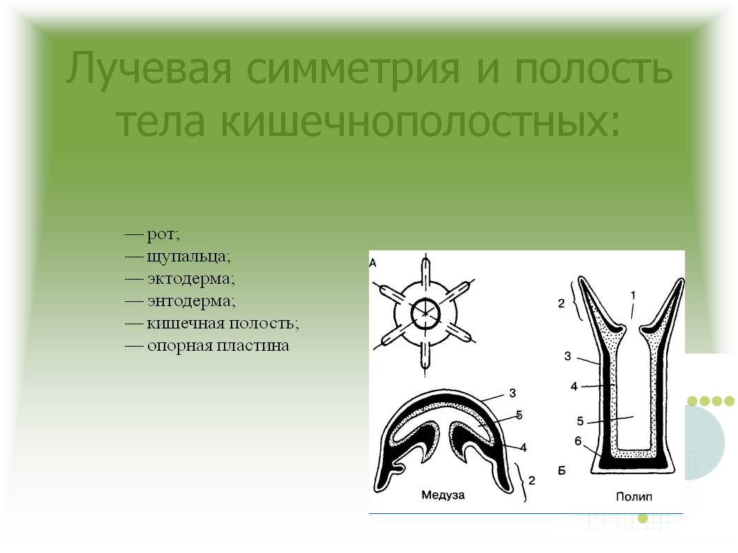 Kraken сайт kraken clear com