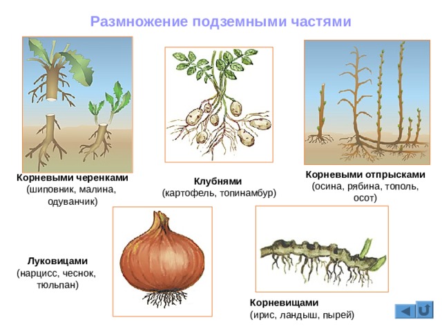 Кракен сайт 1kraken me