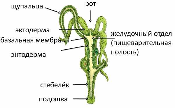 Kraken торговая площадка ссылка